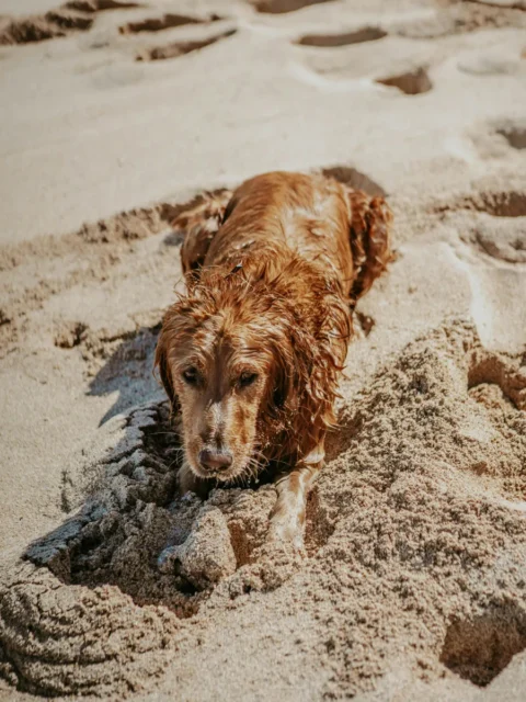 A golden retriever with wet, matted fur lies in a large hole it has dug in the sand on a sunny beach. The dog looks directly at the camera with a calm expression, its paws resting on the mound of sand it just moved. The surrounding beach is covered in footprints and disturbed sand.