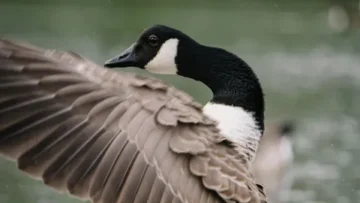 A close-up shot of a Canada goose with its large, brown-feathered wing partially outstretched. The goose’s characteristic black neck and white cheek patch are in sharp focus as it looks back over its shoulder. The background consists of soft-focus green water, suggesting the bird is on or near a pond.