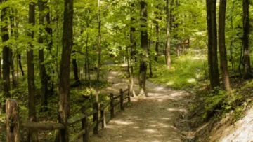 A dirt hiking trail winds through a lush, sun-dappled forest. The path is lined with a rustic wooden fence made of logs on the left side, and tall deciduous trees with vibrant green leaves create a dense canopy overhead. Patches of sunlight filter through the branches, illuminating the trail as it disappears into the greenery.