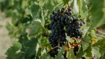 A close-up shot of a large, heavy cluster of ripe, dark purple grapes hanging from a grapevine in a vineyard. The cluster is surrounded by lush green grape leaves, with thin vines and trellis wires visible. The background shows a soft-focus view of more vines and sunlit soil, suggesting a bright day in the orchard.